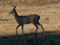 The white-tailed deer (Odocoileus virginianus), also known as the whitetail or the Virginia deer, is a medium-sized species of deer native t...