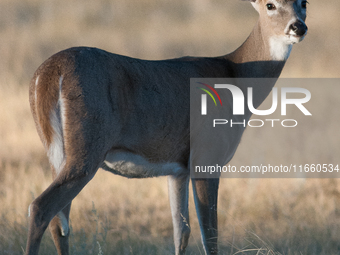 The white-tailed deer (Odocoileus virginianus), also known as the whitetail or the Virginia deer, is a medium-sized species of deer native t...