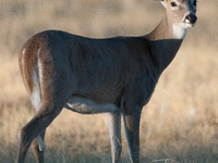 The white-tailed deer (Odocoileus virginianus), also known as the whitetail or the Virginia deer, is a medium-sized species of deer native t...