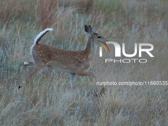 The white-tailed deer (Odocoileus virginianus), also known as the whitetail or the Virginia deer, is a medium-sized species of deer native t...