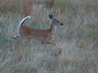 The white-tailed deer (Odocoileus virginianus), also known as the whitetail or the Virginia deer, is a medium-sized species of deer native t...