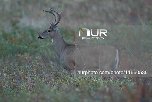 The white-tailed deer (Odocoileus virginianus), also known as the whitetail or the Virginia deer, is a medium-sized species of deer native t...