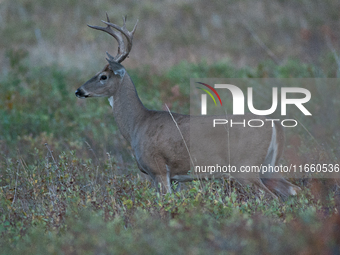 The white-tailed deer (Odocoileus virginianus), also known as the whitetail or the Virginia deer, is a medium-sized species of deer native t...