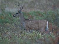 The white-tailed deer (Odocoileus virginianus), also known as the whitetail or the Virginia deer, is a medium-sized species of deer native t...