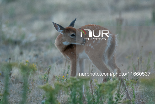 The white-tailed deer (Odocoileus virginianus), also known as the whitetail or the Virginia deer, is a medium-sized species of deer native t...