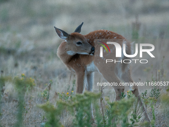 The white-tailed deer (Odocoileus virginianus), also known as the whitetail or the Virginia deer, is a medium-sized species of deer native t...