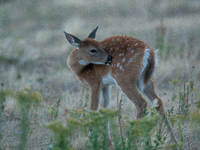 The white-tailed deer (Odocoileus virginianus), also known as the whitetail or the Virginia deer, is a medium-sized species of deer native t...