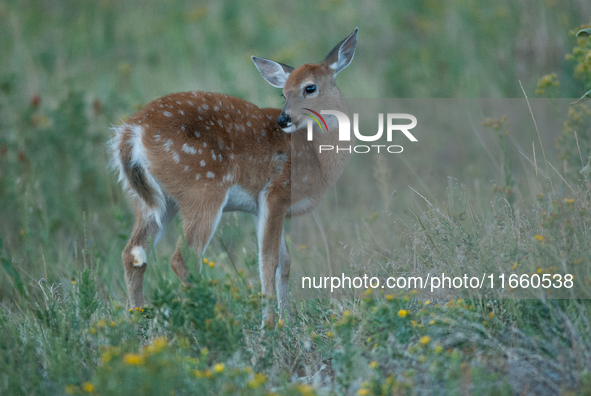 The white-tailed deer (Odocoileus virginianus), also known as the whitetail or the Virginia deer, is a medium-sized species of deer native t...