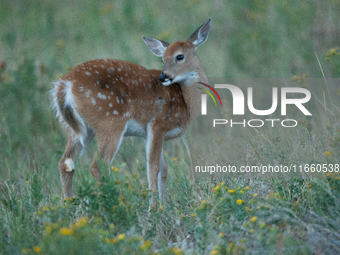 The white-tailed deer (Odocoileus virginianus), also known as the whitetail or the Virginia deer, is a medium-sized species of deer native t...