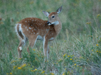 The white-tailed deer (Odocoileus virginianus), also known as the whitetail or the Virginia deer, is a medium-sized species of deer native t...