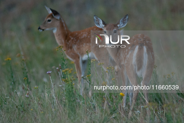 The white-tailed deer (Odocoileus virginianus), also known as the whitetail or the Virginia deer, is a medium-sized species of deer native t...