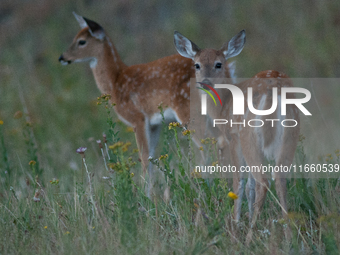 The white-tailed deer (Odocoileus virginianus), also known as the whitetail or the Virginia deer, is a medium-sized species of deer native t...