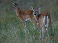 The white-tailed deer (Odocoileus virginianus), also known as the whitetail or the Virginia deer, is a medium-sized species of deer native t...