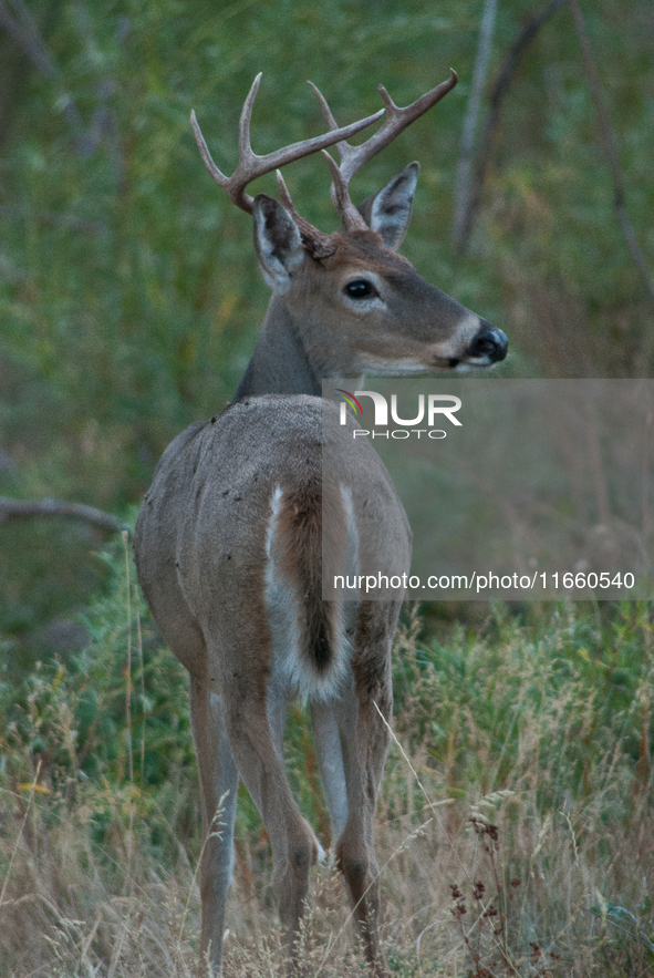 The white-tailed deer (Odocoileus virginianus), also known as the whitetail or the Virginia deer, is a medium-sized species of deer native t...