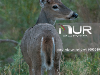 The white-tailed deer (Odocoileus virginianus), also known as the whitetail or the Virginia deer, is a medium-sized species of deer native t...