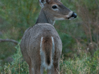 The white-tailed deer (Odocoileus virginianus), also known as the whitetail or the Virginia deer, is a medium-sized species of deer native t...