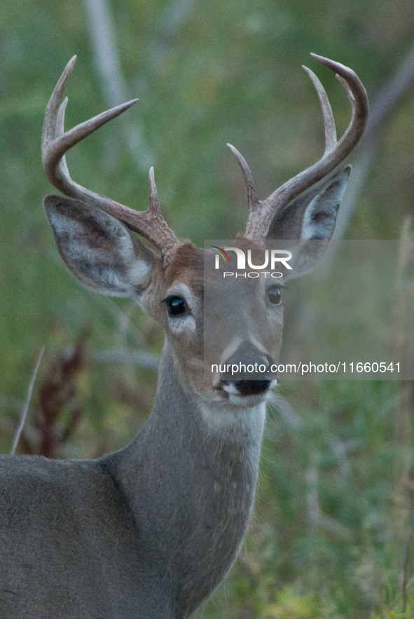 The white-tailed deer (Odocoileus virginianus), also known as the whitetail or the Virginia deer, is a medium-sized species of deer native t...