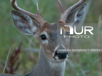 The white-tailed deer (Odocoileus virginianus), also known as the whitetail or the Virginia deer, is a medium-sized species of deer native t...