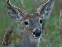 The white-tailed deer (Odocoileus virginianus), also known as the whitetail or the Virginia deer, is a medium-sized species of deer native t...