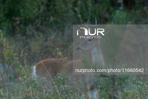 The white-tailed deer (Odocoileus virginianus), also known as the whitetail or the Virginia deer, is a medium-sized species of deer native t...