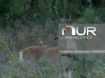 The white-tailed deer (Odocoileus virginianus), also known as the whitetail or the Virginia deer, is a medium-sized species of deer native t...