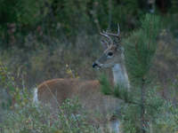 The white-tailed deer (Odocoileus virginianus), also known as the whitetail or the Virginia deer, is a medium-sized species of deer native t...