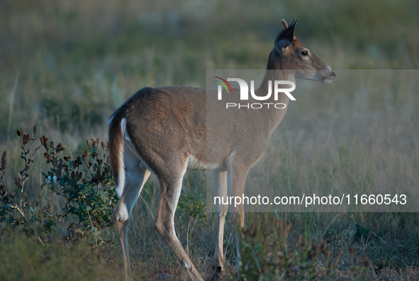 The white-tailed deer (Odocoileus virginianus), also known as the whitetail or the Virginia deer, is a medium-sized species of deer native t...