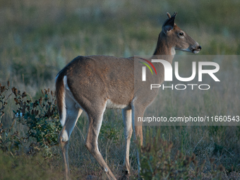 The white-tailed deer (Odocoileus virginianus), also known as the whitetail or the Virginia deer, is a medium-sized species of deer native t...