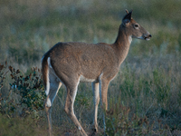 The white-tailed deer (Odocoileus virginianus), also known as the whitetail or the Virginia deer, is a medium-sized species of deer native t...