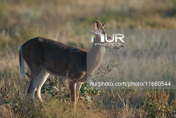 The white-tailed deer (Odocoileus virginianus), also known as the whitetail or the Virginia deer, is a medium-sized species of deer native t...