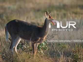 The white-tailed deer (Odocoileus virginianus), also known as the whitetail or the Virginia deer, is a medium-sized species of deer native t...