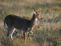 The white-tailed deer (Odocoileus virginianus), also known as the whitetail or the Virginia deer, is a medium-sized species of deer native t...