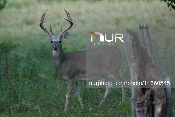 The white-tailed deer (Odocoileus virginianus), also known as the whitetail or the Virginia deer, is a medium-sized species of deer native t...