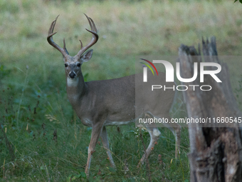 The white-tailed deer (Odocoileus virginianus), also known as the whitetail or the Virginia deer, is a medium-sized species of deer native t...