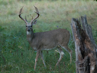 The white-tailed deer (Odocoileus virginianus), also known as the whitetail or the Virginia deer, is a medium-sized species of deer native t...