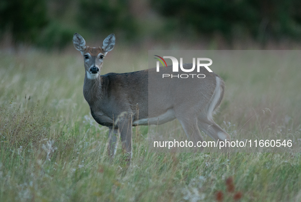 The white-tailed deer (Odocoileus virginianus), also known as the whitetail or the Virginia deer, is a medium-sized species of deer native t...