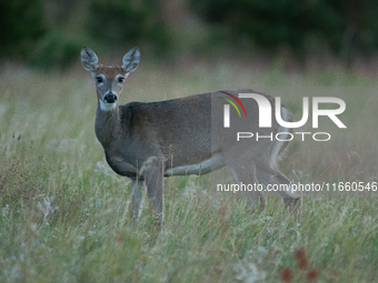 The white-tailed deer (Odocoileus virginianus), also known as the whitetail or the Virginia deer, is a medium-sized species of deer native t...