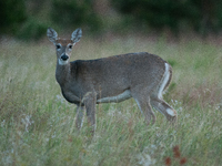 The white-tailed deer (Odocoileus virginianus), also known as the whitetail or the Virginia deer, is a medium-sized species of deer native t...