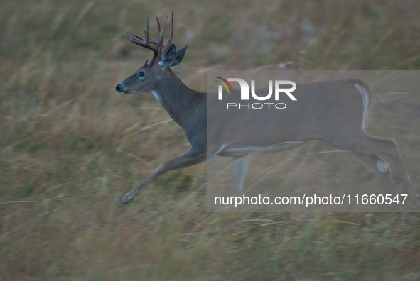 The white-tailed deer (Odocoileus virginianus), also known as the whitetail or the Virginia deer, is a medium-sized species of deer native t...