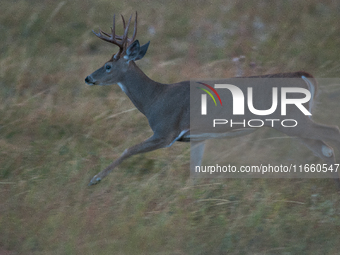 The white-tailed deer (Odocoileus virginianus), also known as the whitetail or the Virginia deer, is a medium-sized species of deer native t...