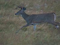 The white-tailed deer (Odocoileus virginianus), also known as the whitetail or the Virginia deer, is a medium-sized species of deer native t...