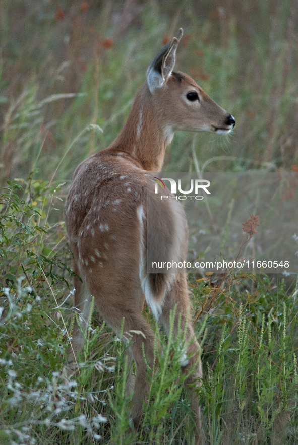 The white-tailed deer (Odocoileus virginianus), also known as the whitetail or the Virginia deer, is a medium-sized species of deer native t...