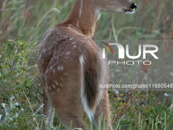 The white-tailed deer (Odocoileus virginianus), also known as the whitetail or the Virginia deer, is a medium-sized species of deer native t...