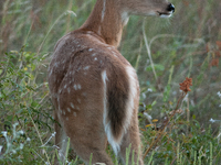 The white-tailed deer (Odocoileus virginianus), also known as the whitetail or the Virginia deer, is a medium-sized species of deer native t...