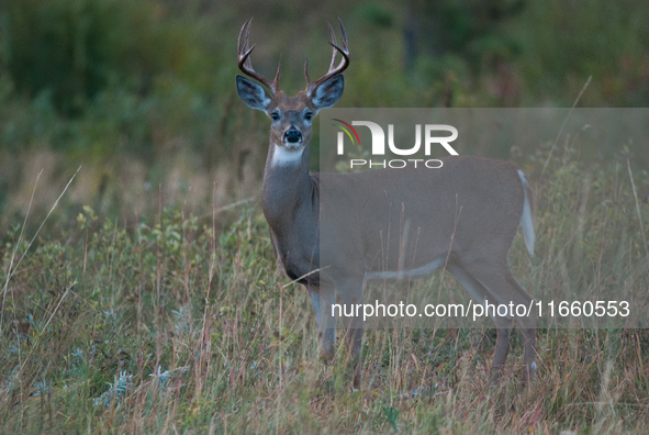 The white-tailed deer (Odocoileus virginianus), also known as the whitetail or the Virginia deer, is a medium-sized species of deer native t...