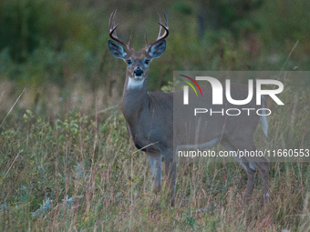 The white-tailed deer (Odocoileus virginianus), also known as the whitetail or the Virginia deer, is a medium-sized species of deer native t...