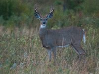 The white-tailed deer (Odocoileus virginianus), also known as the whitetail or the Virginia deer, is a medium-sized species of deer native t...