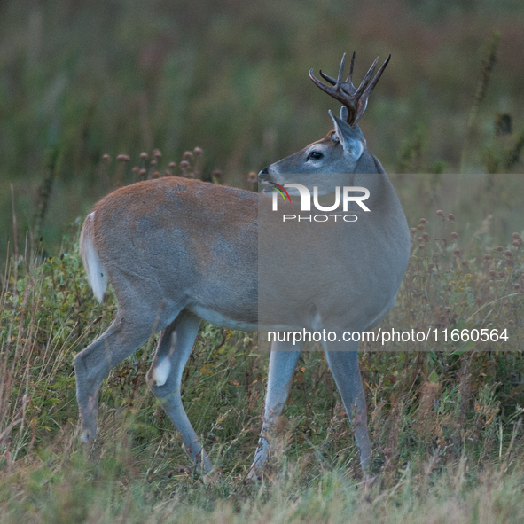 The white-tailed deer (Odocoileus virginianus), also known as the whitetail or the Virginia deer, is a medium-sized species of deer native t...