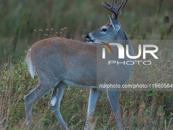 The white-tailed deer (Odocoileus virginianus), also known as the whitetail or the Virginia deer, is a medium-sized species of deer native t...