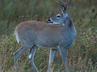 The white-tailed deer (Odocoileus virginianus), also known as the whitetail or the Virginia deer, is a medium-sized species of deer native t...